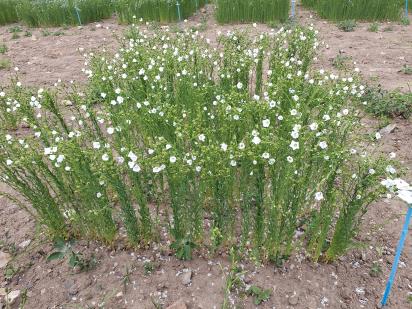 Click for 1 image(s) for this accession.